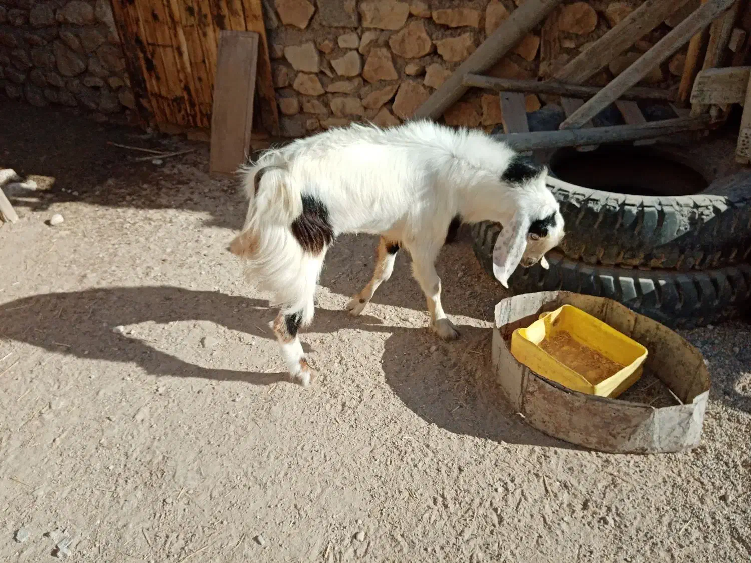 پازن سر حال در خونه|حیوانات مزرعه|اهرم, |دیوار