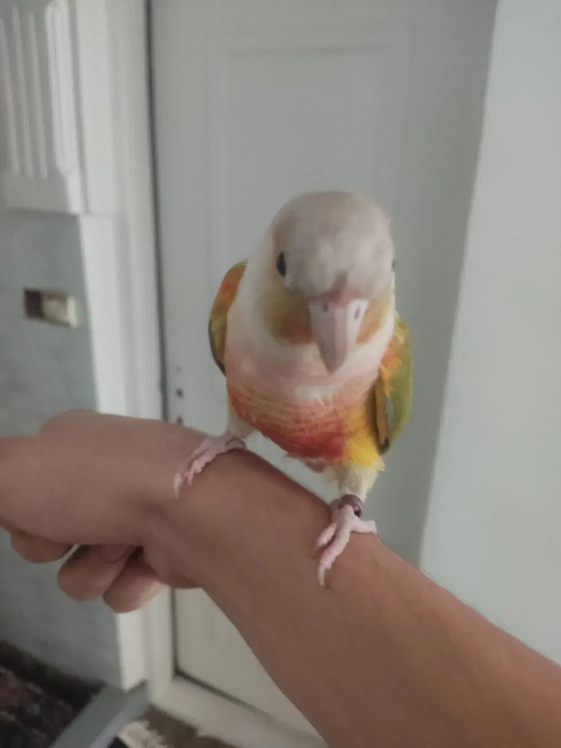 طوطی گرینچیک|پرنده|باغستان, |دیوار