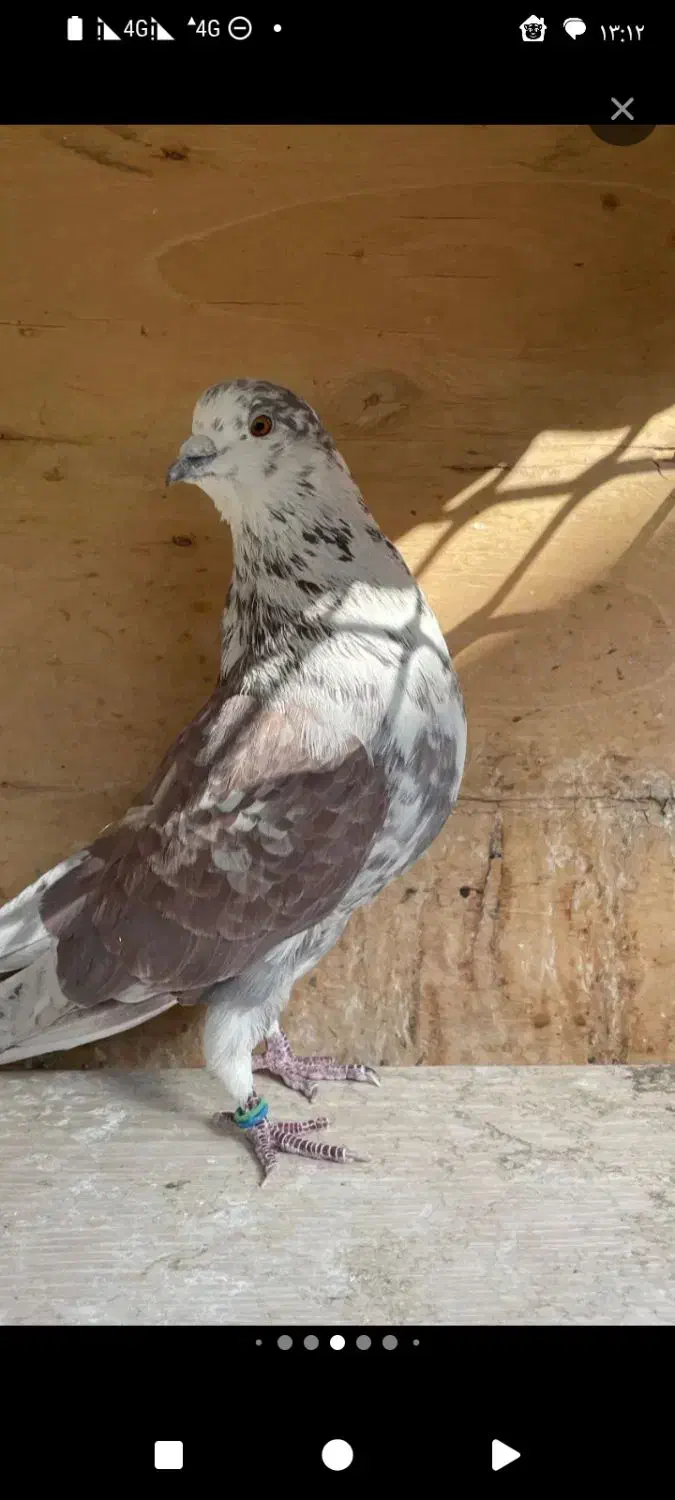 گرگی|پرنده|کرباسک, |دیوار