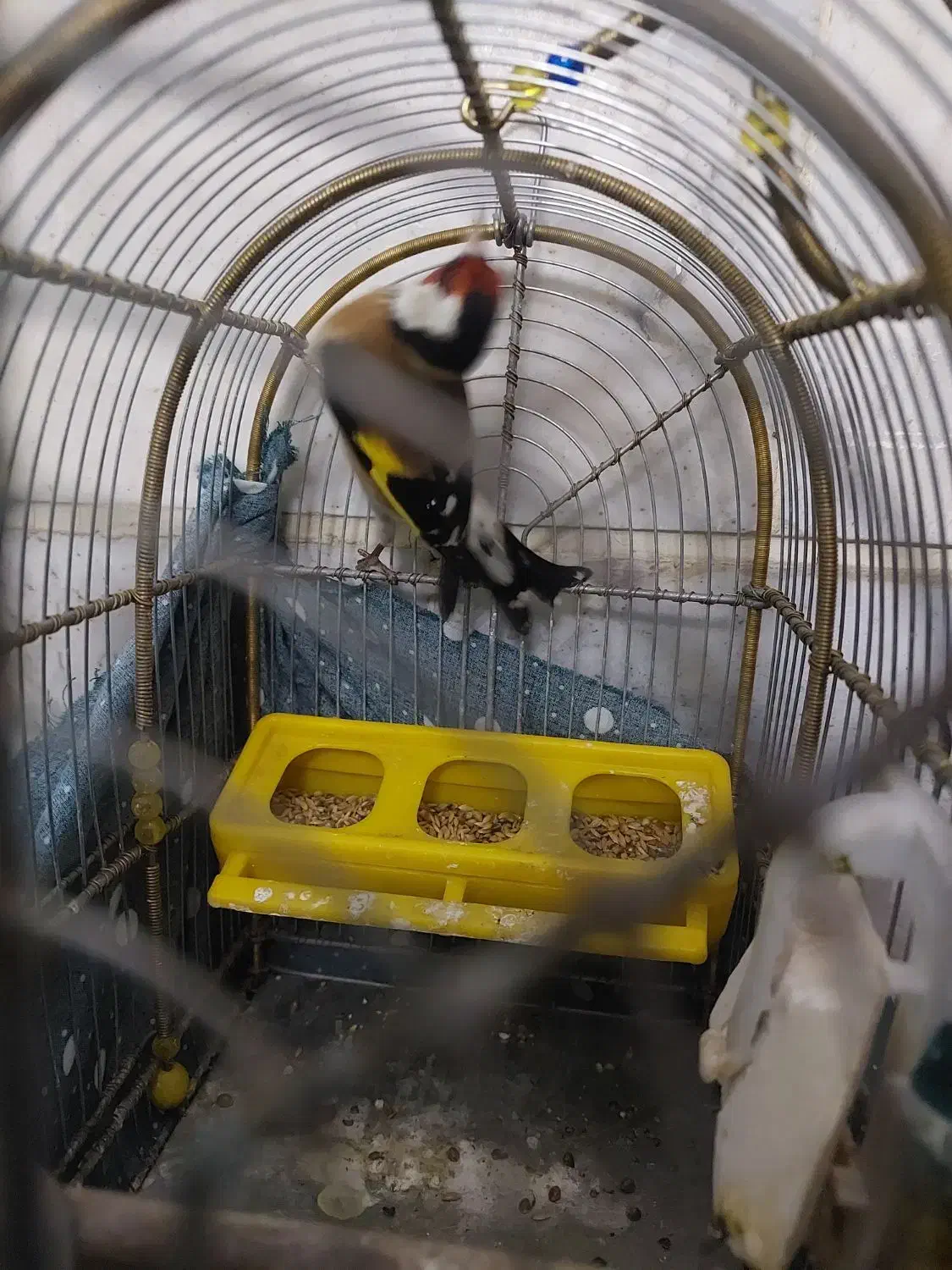 سهره نر|پرنده|مشکیندشت, |دیوار