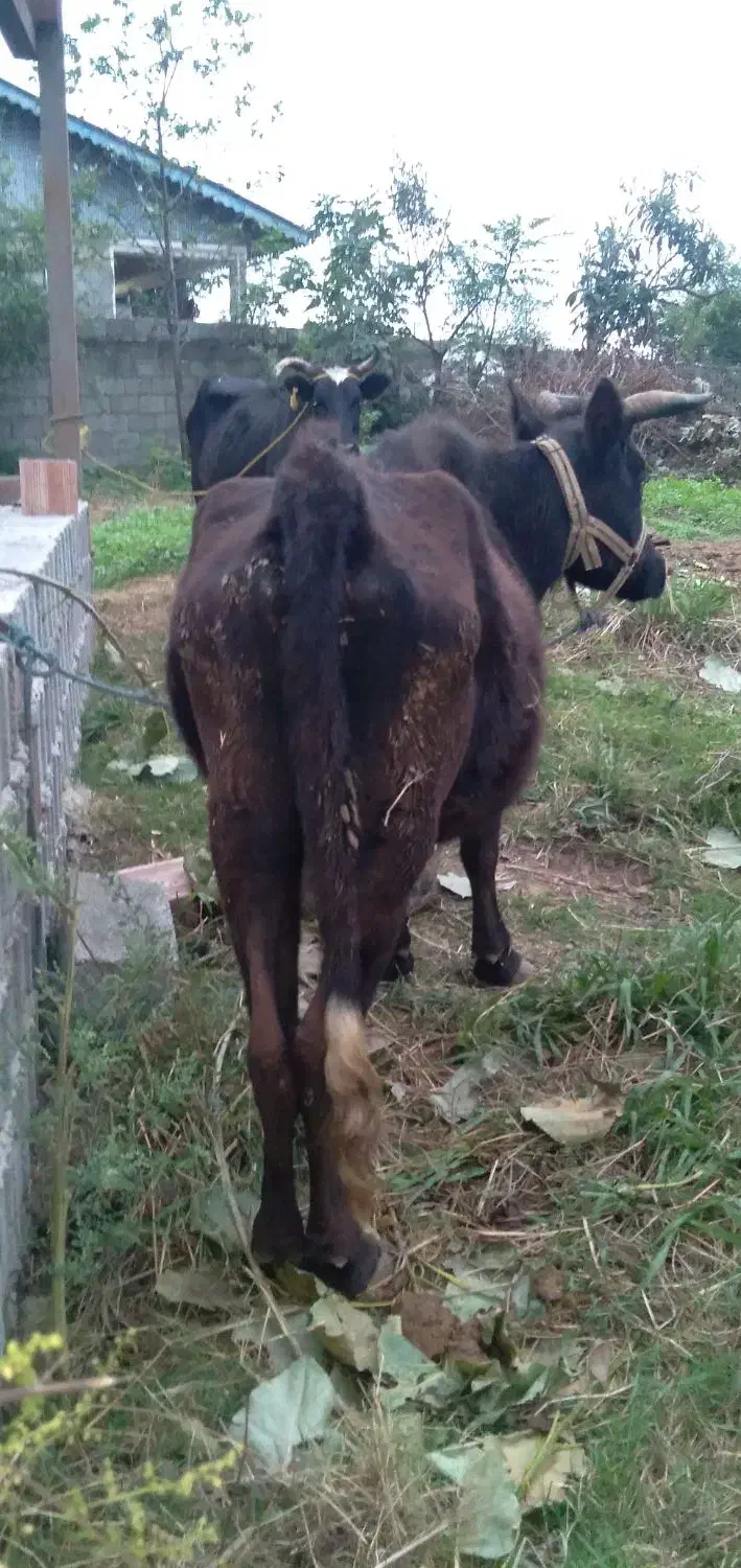 گاو نیمه پروار|حیوانات مزرعه|اسالم, |دیوار