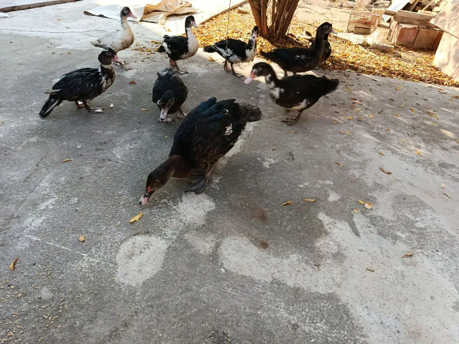 فروش فوری اوردک اسراعیلی|حیوانات مزرعه|گمیشان, |دیوار