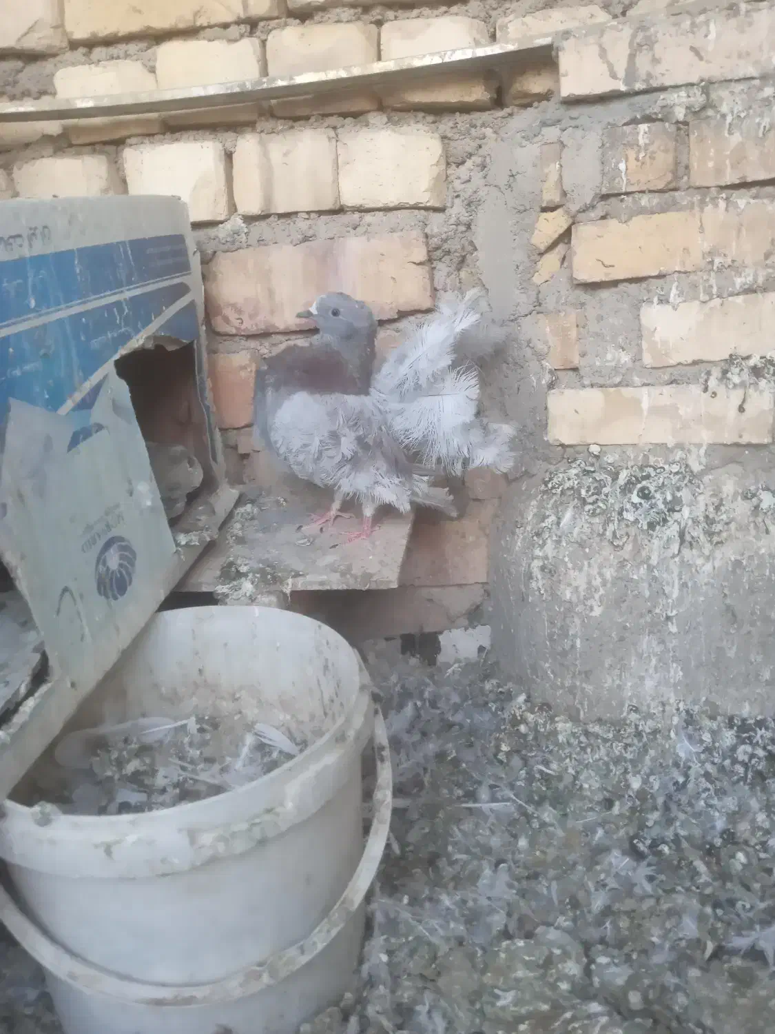 فروش کبوتر|پرنده|خمینی‌شهر, |دیوار