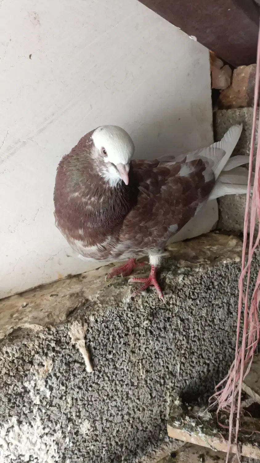 هما قرمز نر عالی|حیوانات|بانه, |دیوار