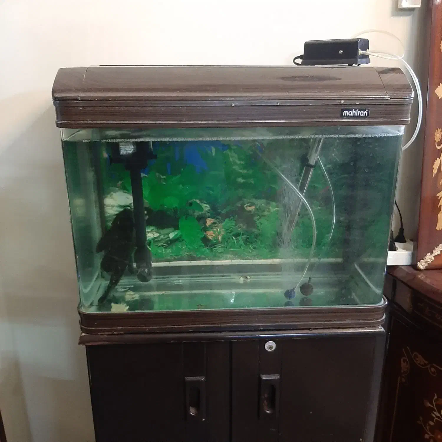 آکواریوم شرکتی ماهیران شیشه خم پمپ بخاری تصفیه|ماهی|گلستان (تهران), |دیوار