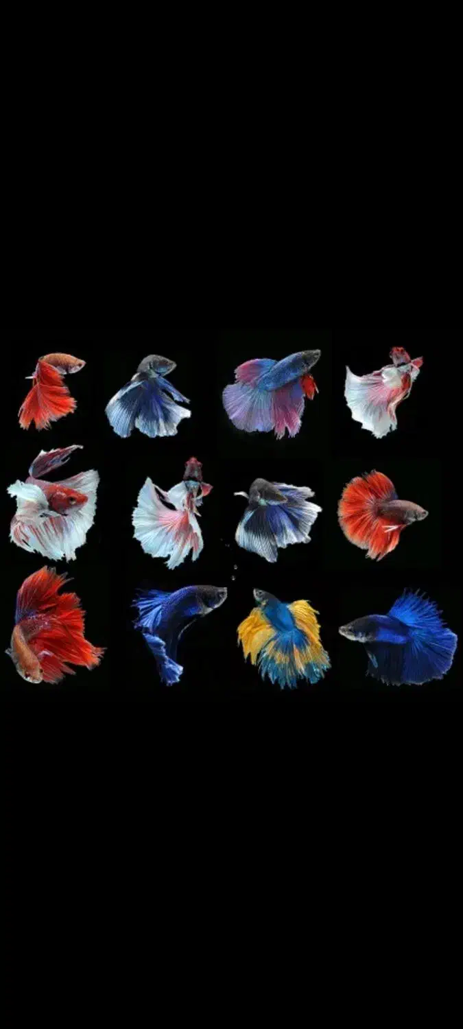 پک تکثیر ماهی فایتر|ماهی|یزد, |دیوار