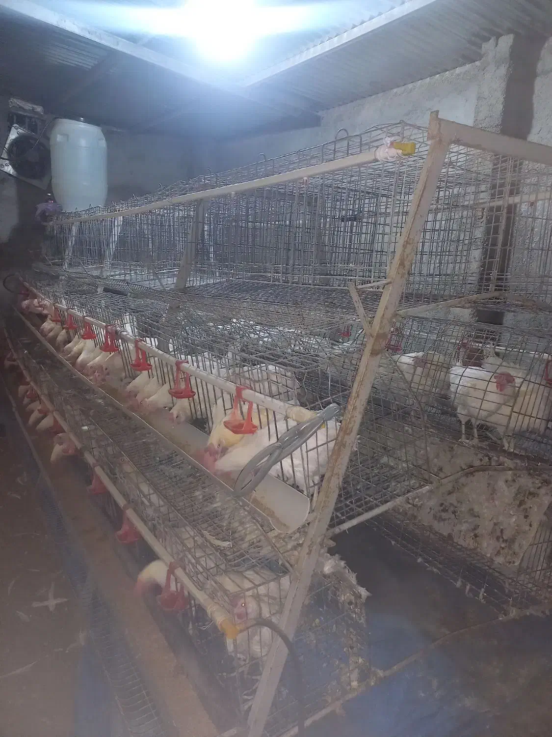 قفس مرغ تخمگذار ممبری ۲۲۰ سری در حد|لوازم جانبی حیوانات|بروجرد, |دیوار