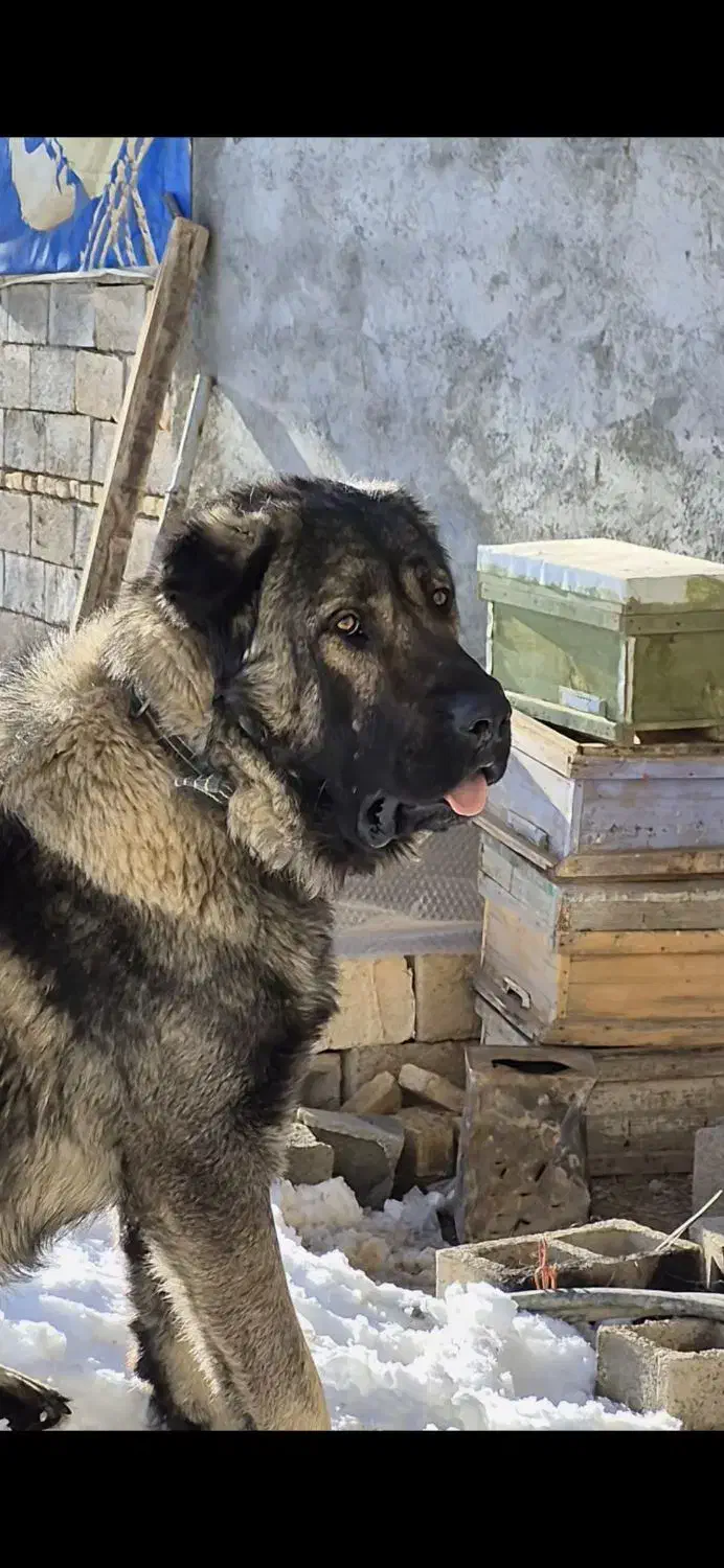 سگ سرابی|سگ|اصفهان, عباسآباد|دیوار