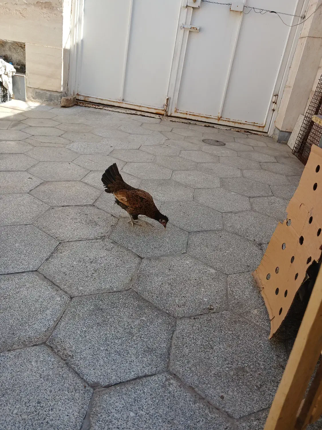 مینیاتوری فونیکس|حیوانات مزرعه|قم, محمد آباد|دیوار