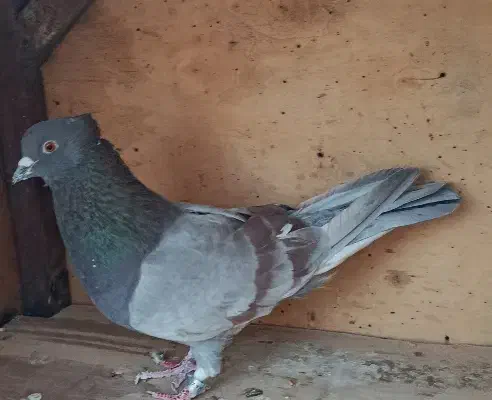 تعدادی کبوتر|پرنده|وحیدیه, |دیوار