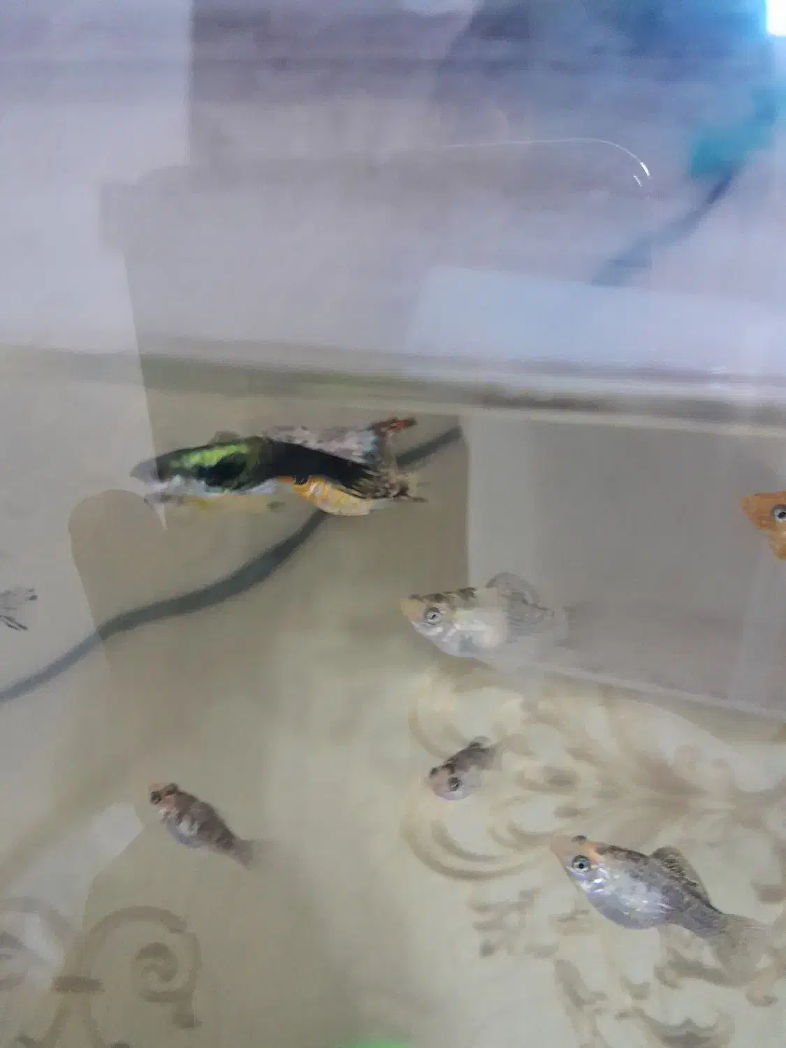 گوپی ، مولی بالن ، زبرا|ماهی|تهران, سلسبیل جنوبی|دیوار