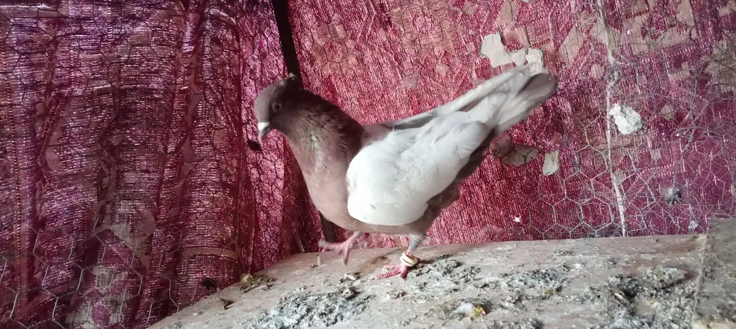 سینه ای خوشرنگ دورگ|پرنده|لنجان, |دیوار