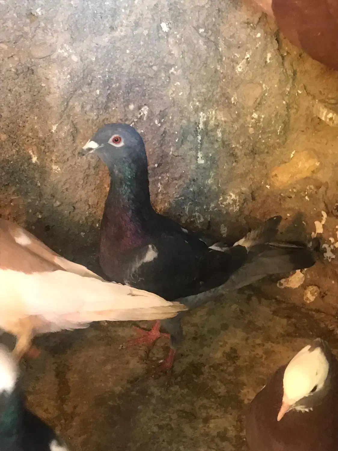 کوهی|پرنده|شیراز, گل سرخ|دیوار