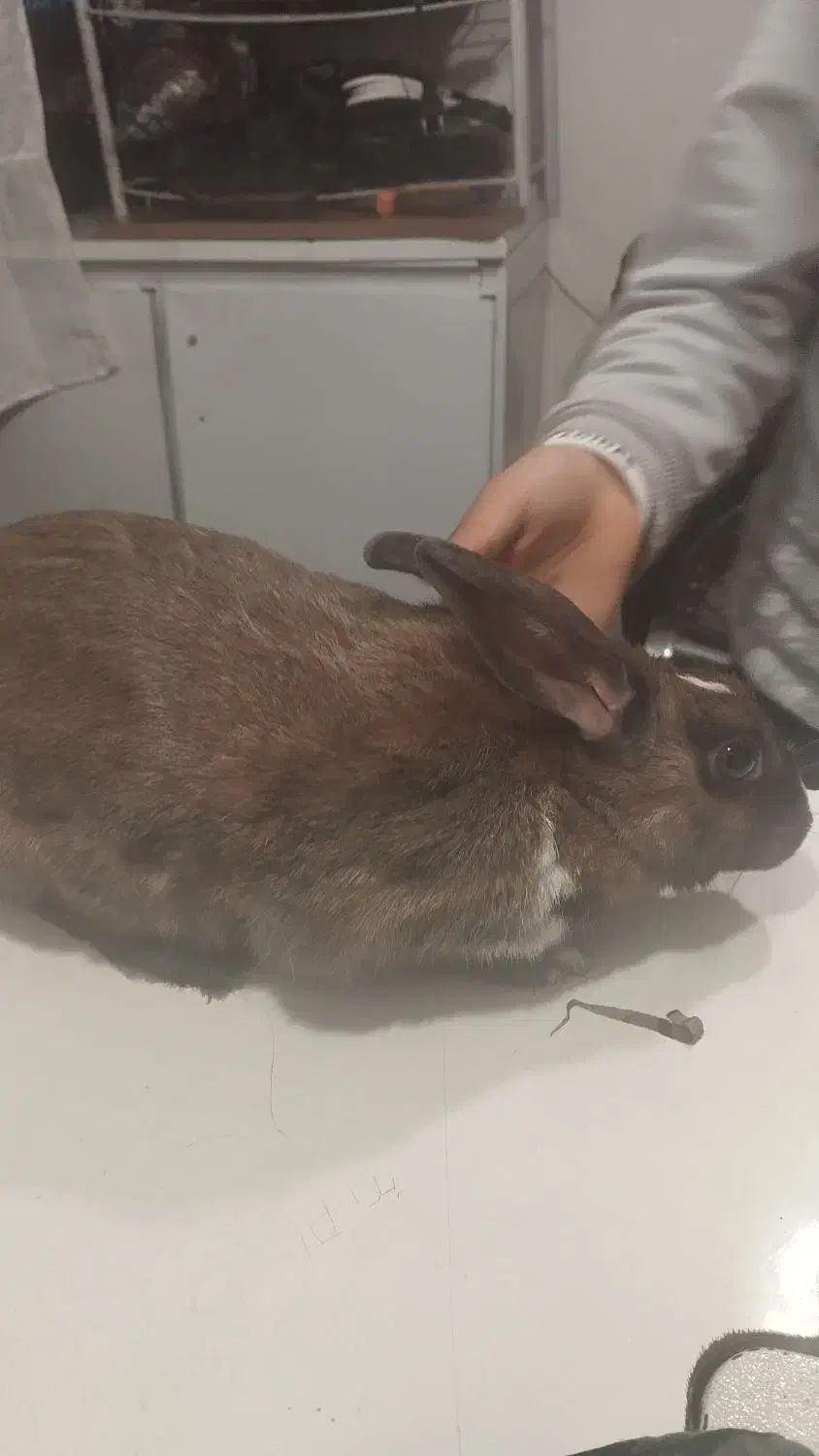 خرگوش فروشی|موش و خرگوش|مریوان, |دیوار