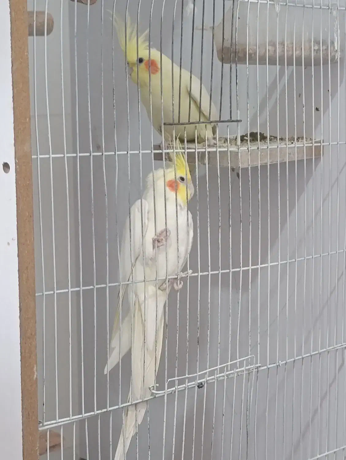 تخم عروس هلندی|پرنده|ایلام, |دیوار