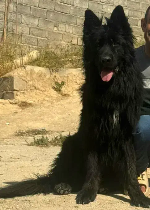 ژرمن نر برای جفت|سگ|ری, جوانمرد قصاب|دیوار