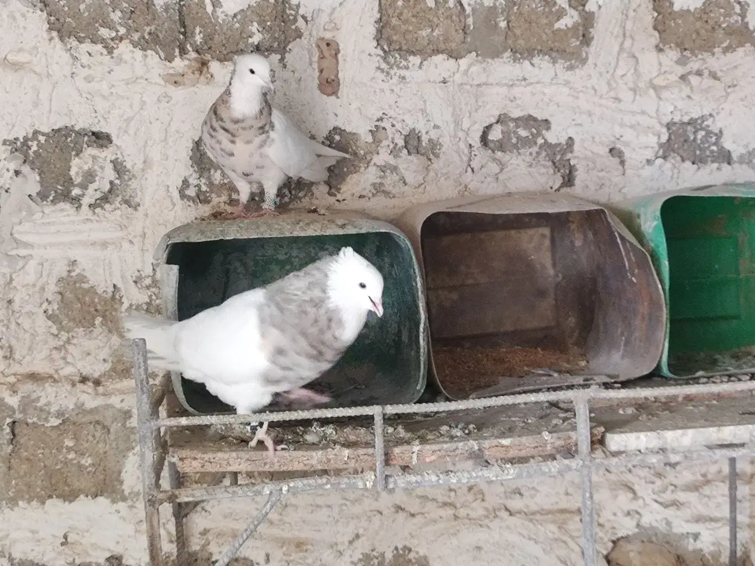 جفت طوق آجری کرمانشاهی بالغ|پرنده|دهدشت, |دیوار