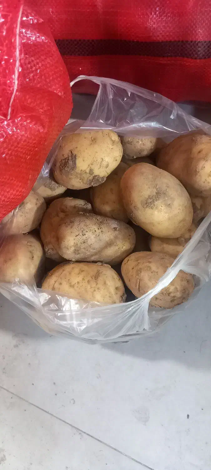 سیب زمینی تازه زرد همدان درجه یک بشرط|خوردنی و آشامیدنی|چهارباغ, |دیوار