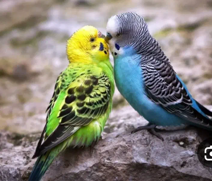 مرغ عشق|پرنده|دهدشت, |دیوار