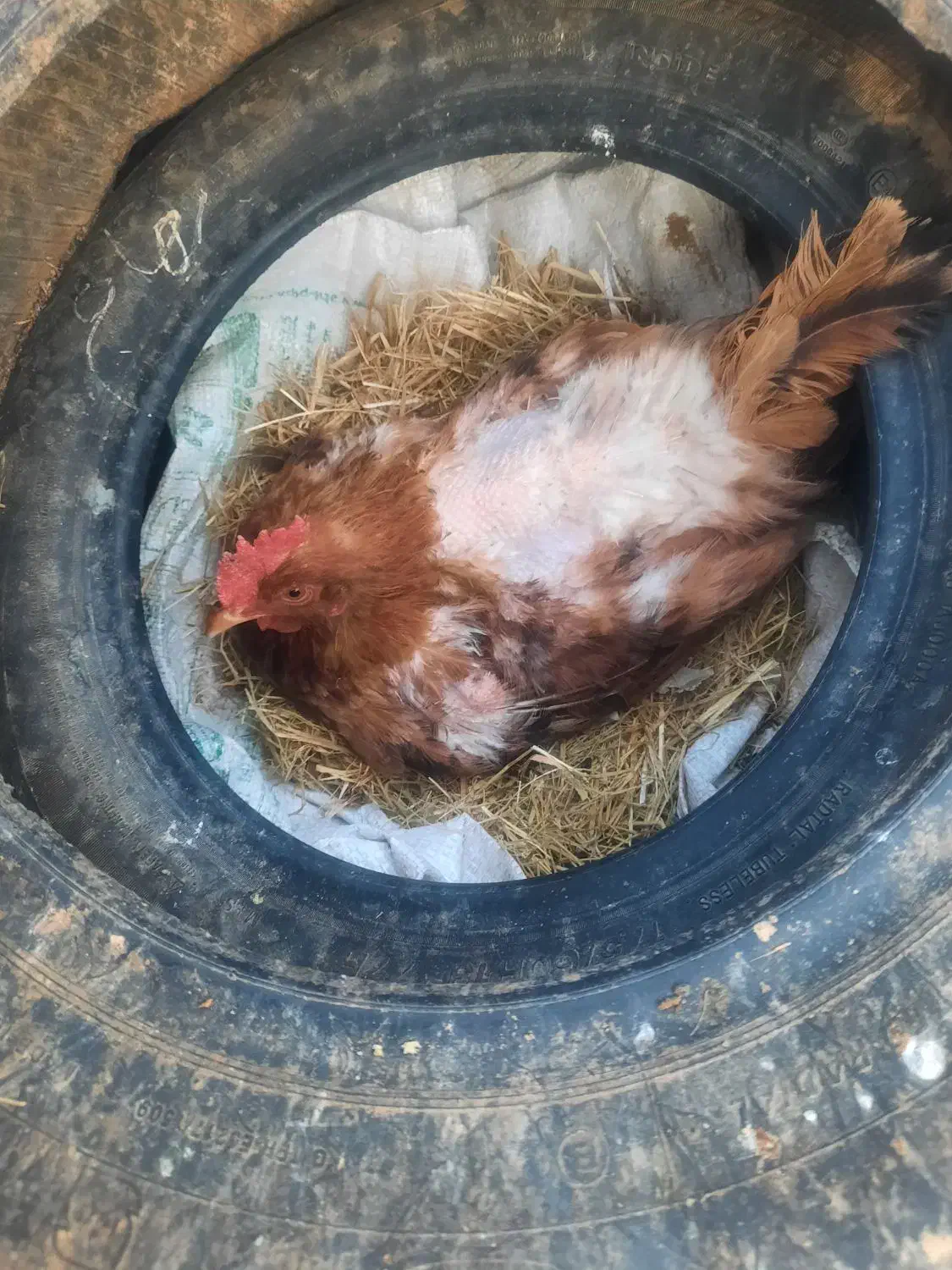 مرغ کرک|حیوانات مزرعه|شیراز, کوشک میدان|دیوار