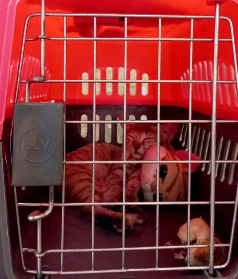 واگذاری فوری|گربه|قم, نخودی|دیوار