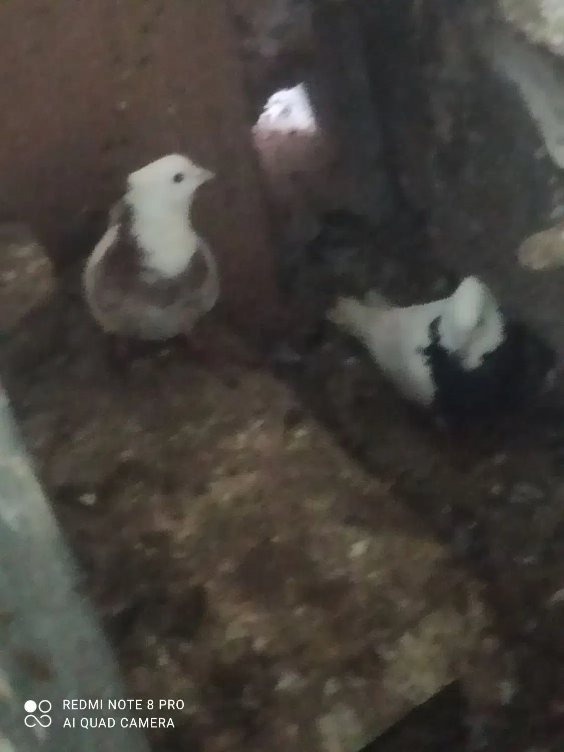 کبوتر طوقی|پرنده|جوانرود, |دیوار