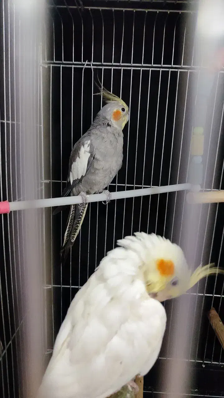 عروس هلندی|پرنده|یزد, |دیوار