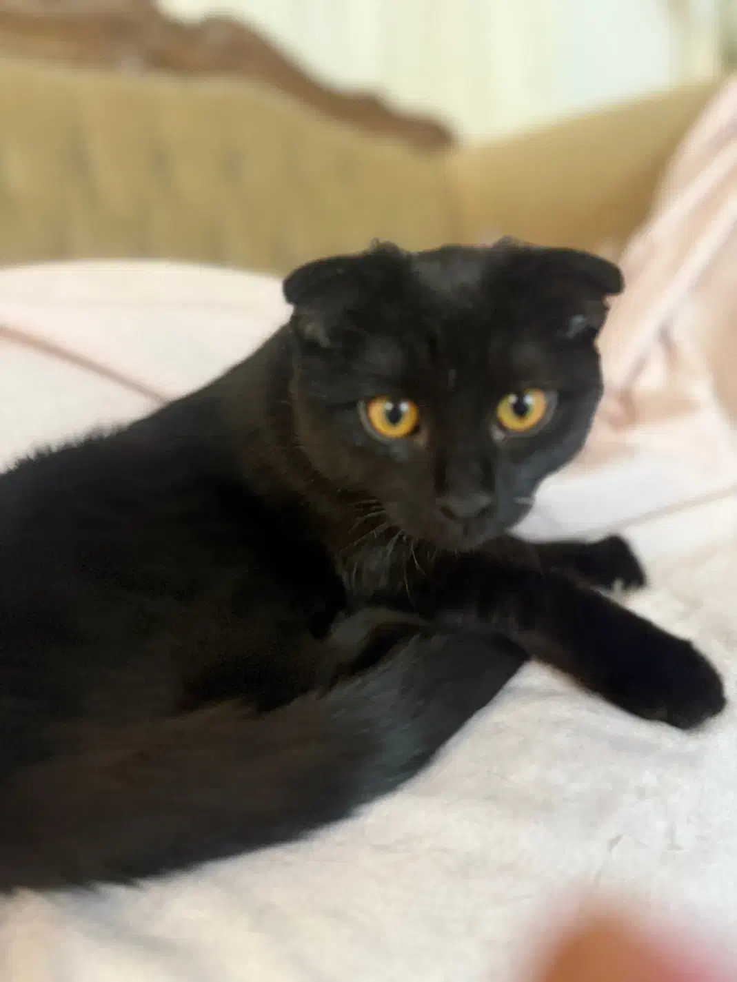 گربه های زیبای من|گربه|زنجان, |دیوار