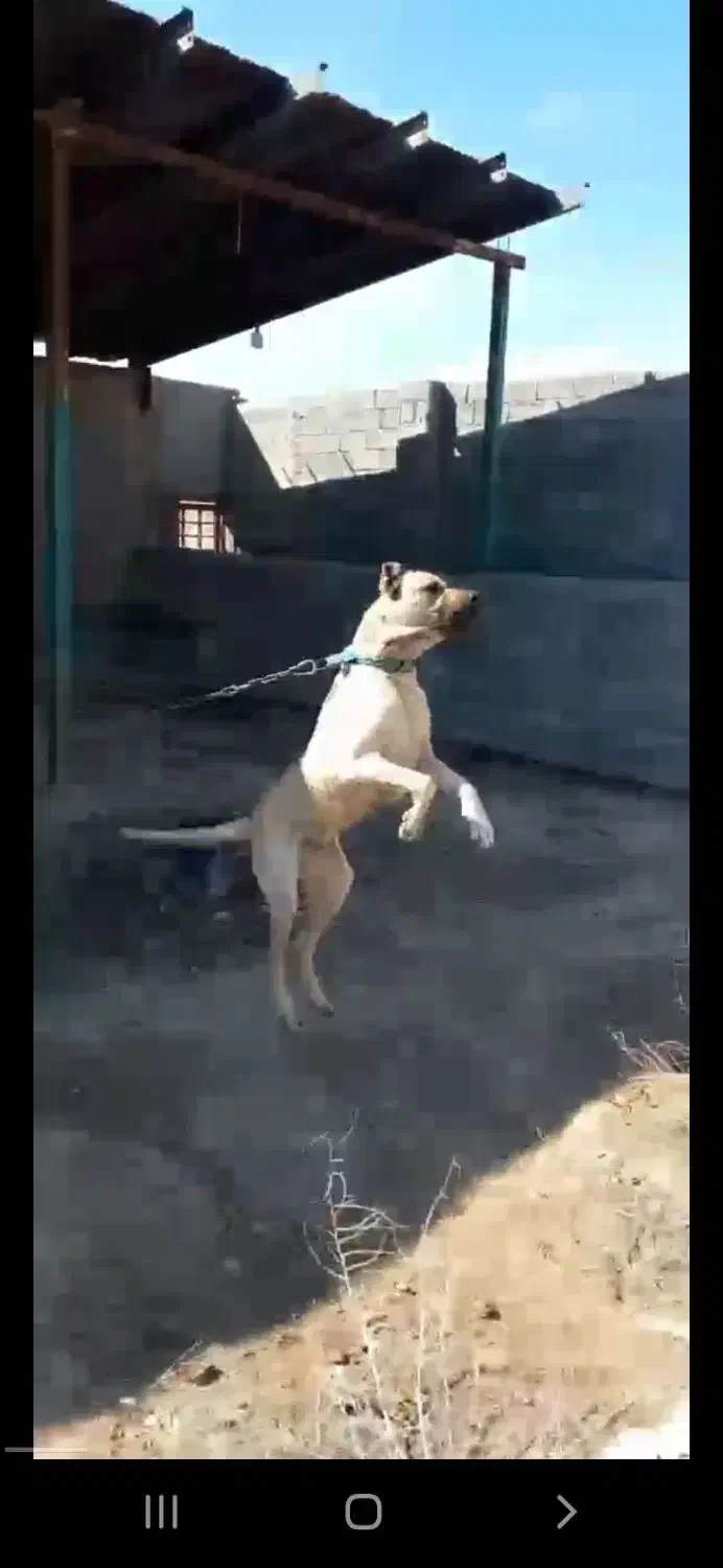 واگذاری سگ های سرابی و خراسانی اصیل|سگ|پیشوا, |دیوار