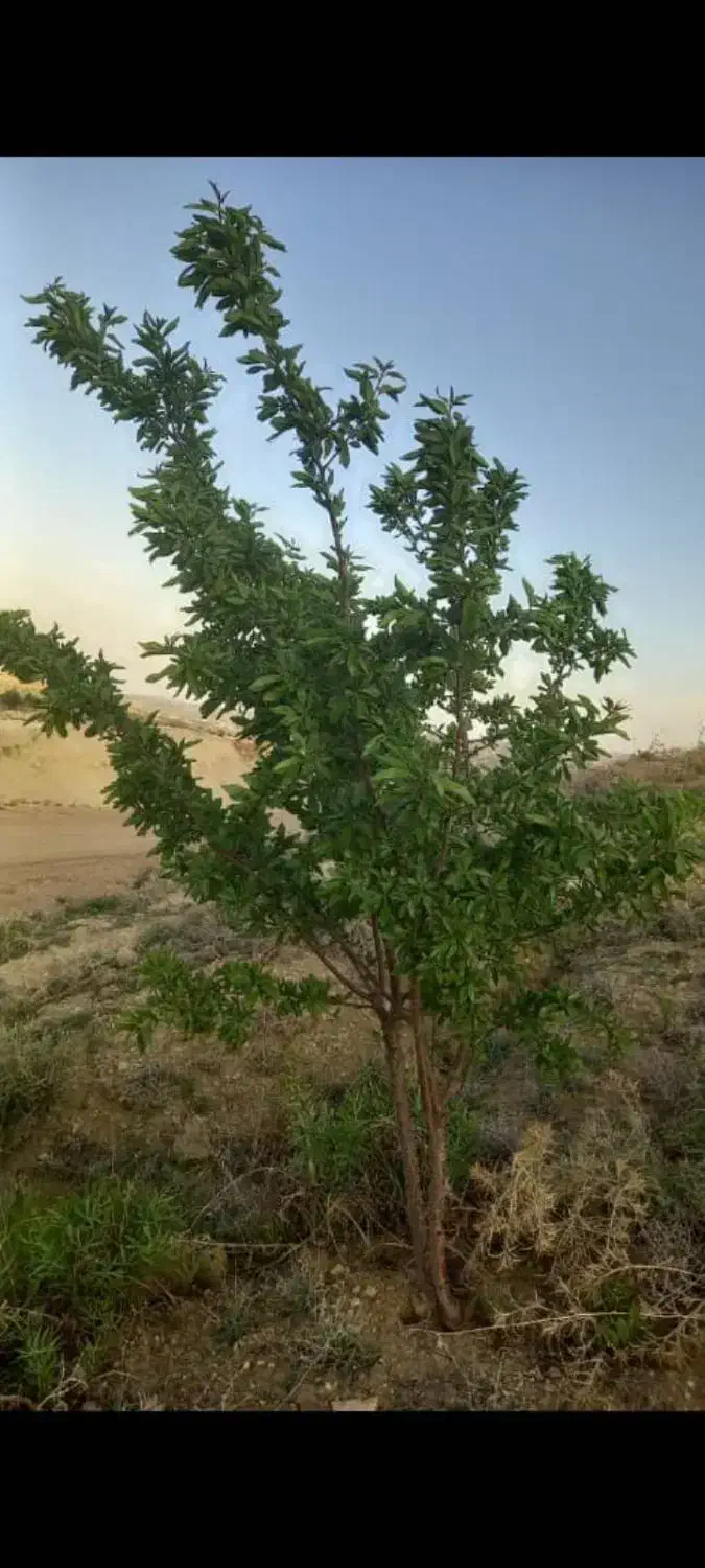 باغ بادم ثمری معاوضه با خودرو|فروش زمین و ملک کلنگی|کوهمره, |دیوار