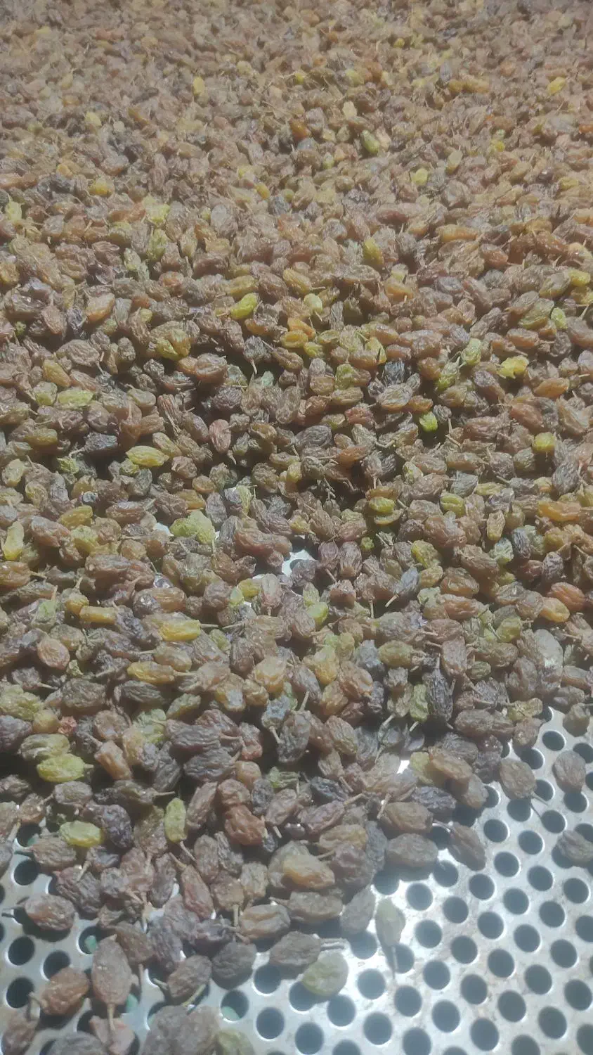 کشمش سبز و افتابی|خوردنی و آشامیدنی|قره چای, |دیوار