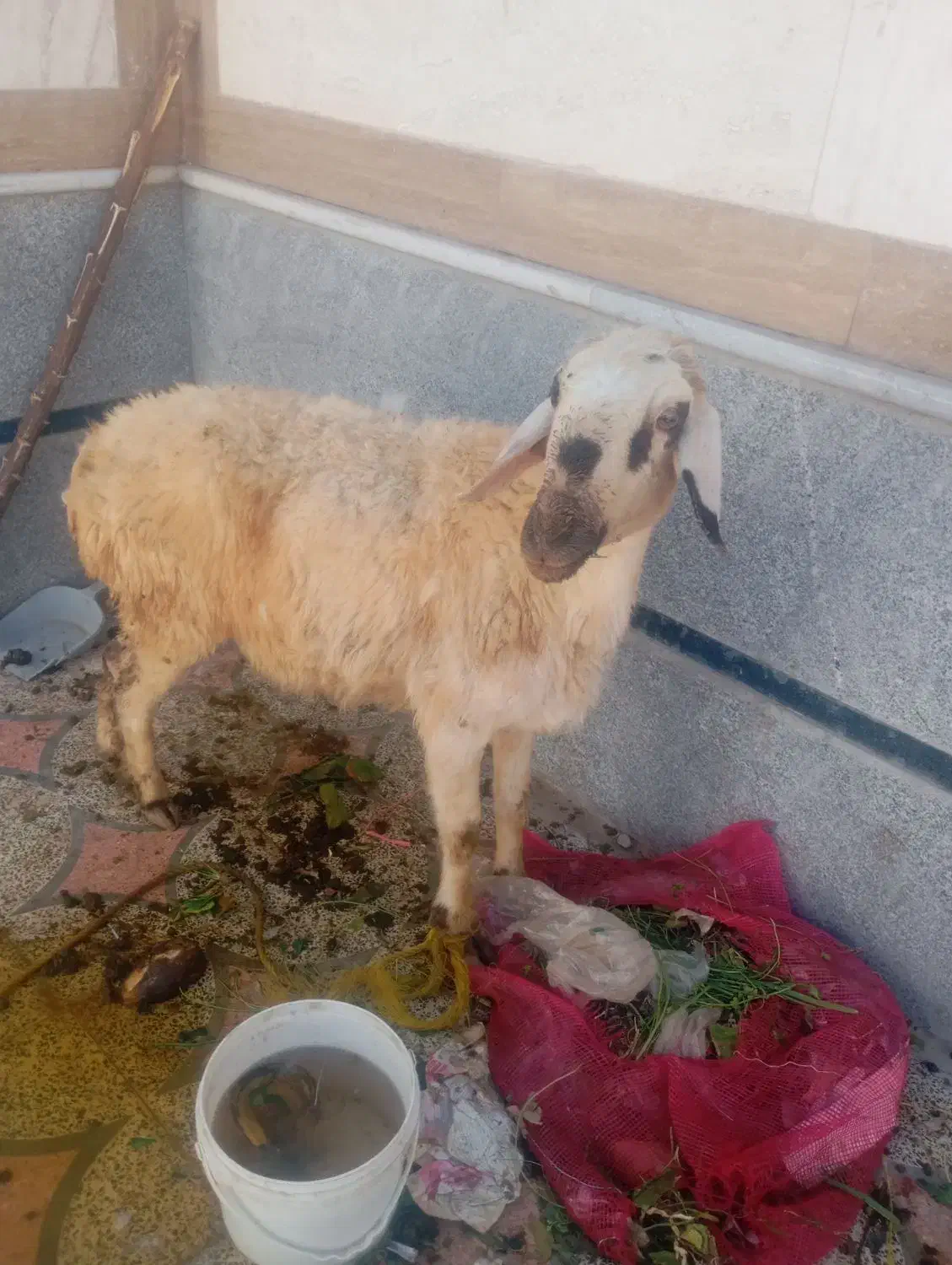 گوسفند|حیوانات مزرعه|شیراز, ده پیاله|دیوار