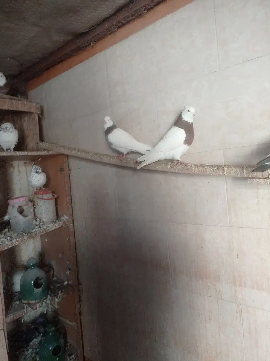 کفتر|پرنده|فولادشهر, فولادشهر|دیوار