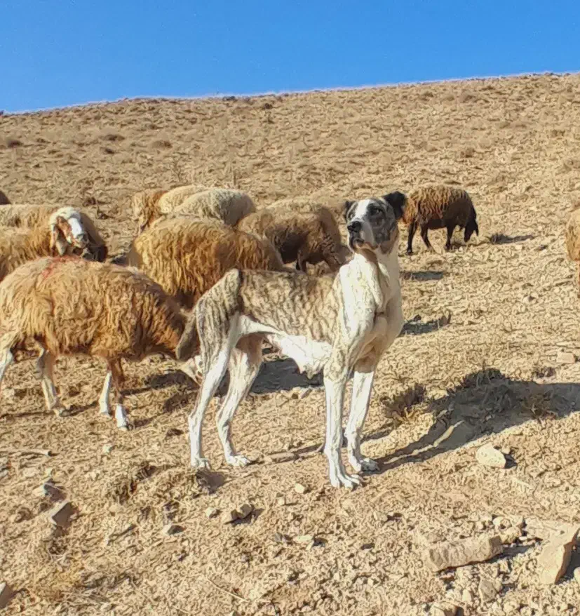 ماده خراسانی|سگ|قوچان, |دیوار