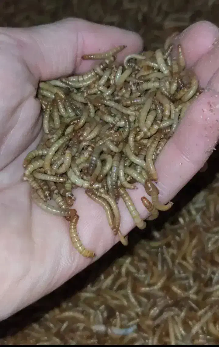 میلورم زنده|خزنده|نجفآباد, قلعه سفید|دیوار