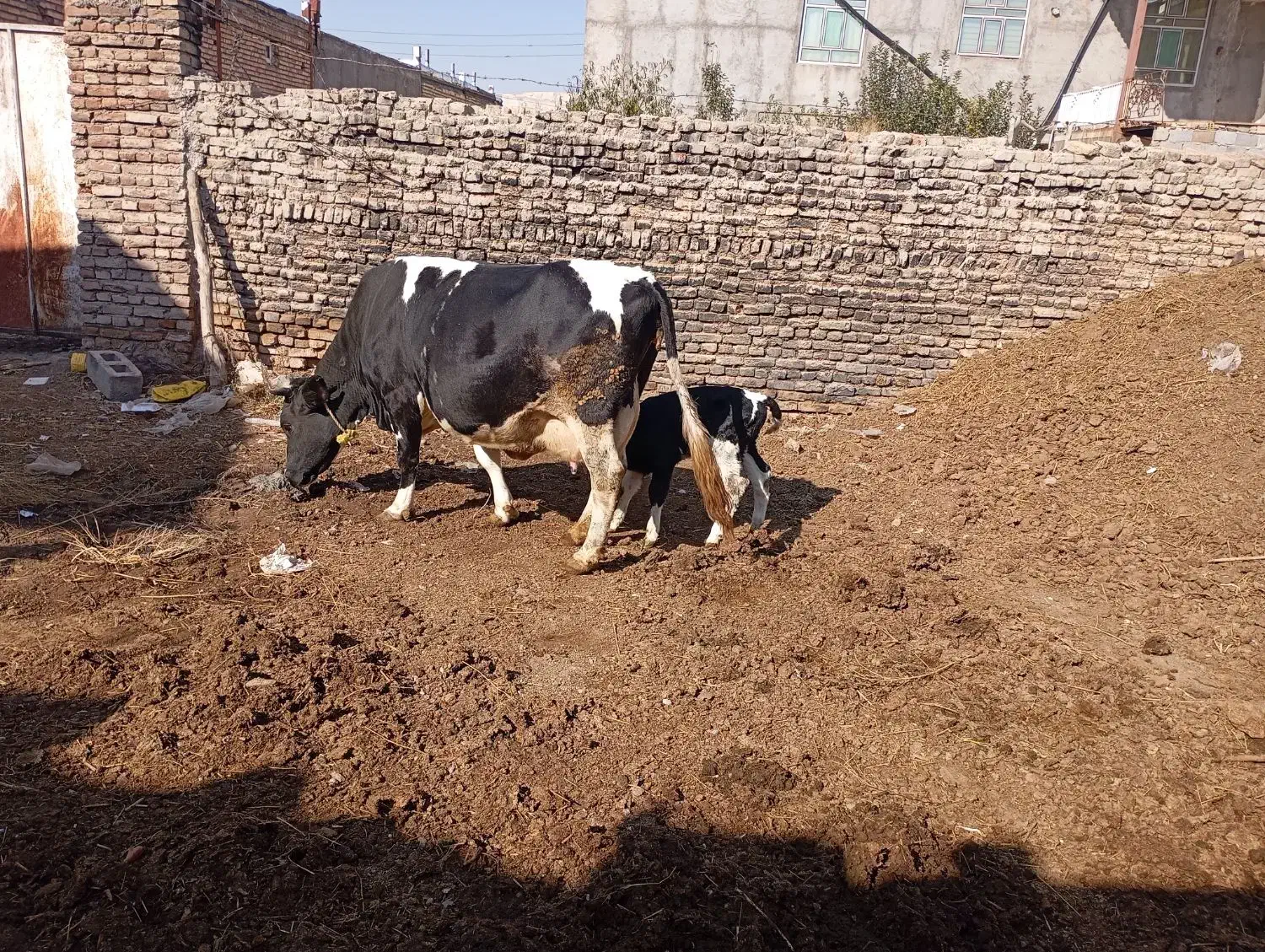 گاو شیری با گوساله نر|حیوانات مزرعه|هریس, |دیوار