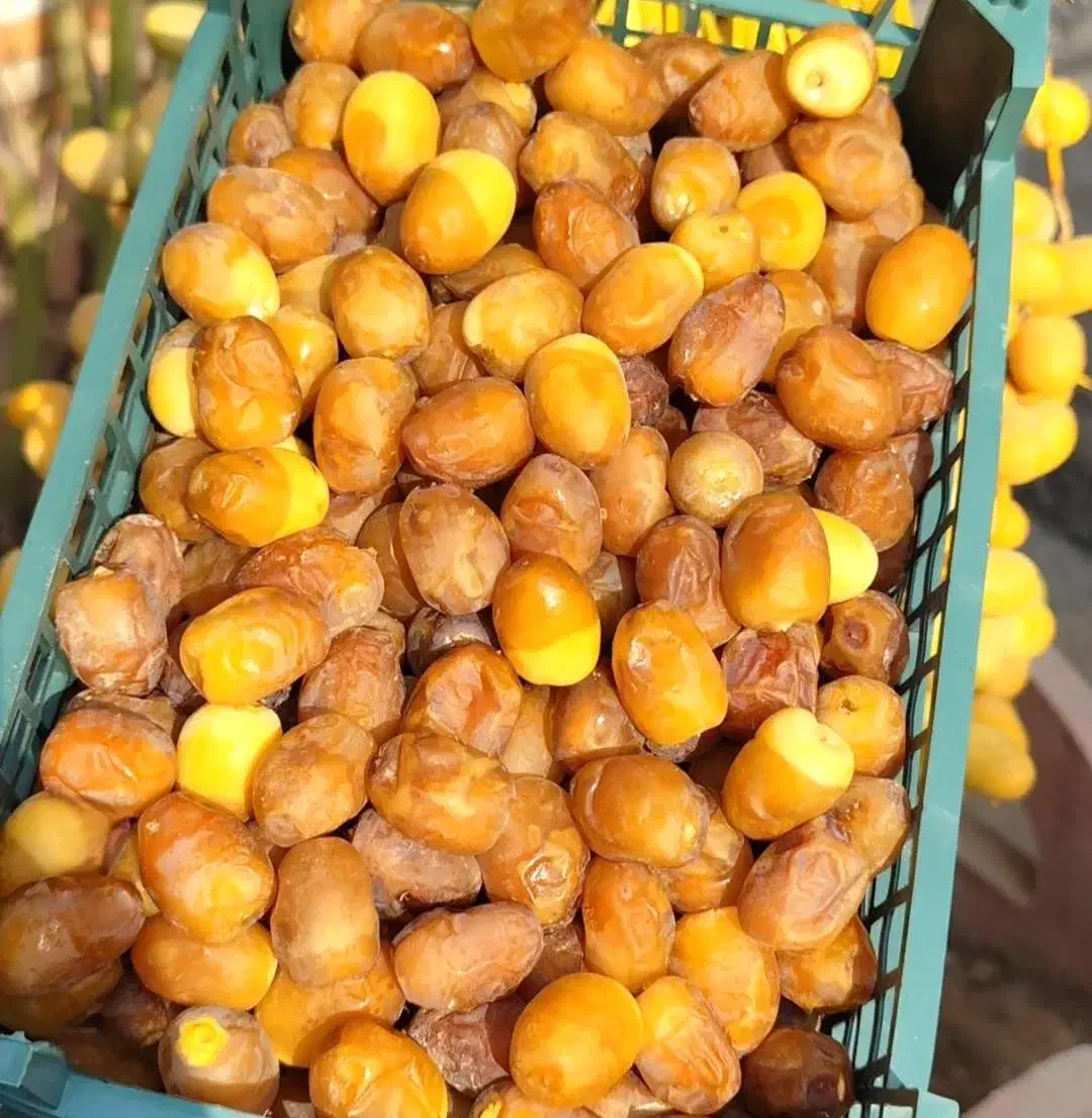بهترین رطب و خرمای خشت|خوردنی و آشامیدنی|شیراز, فرهنگ شهر|دیوار