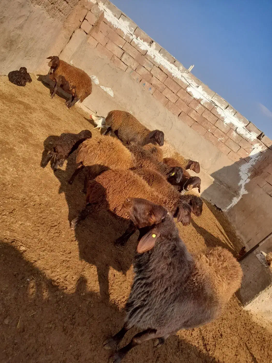 میش همو و هترو و بره ماده هترو و بره همو نر|حیوانات مزرعه|میان جلگه, |دیوار