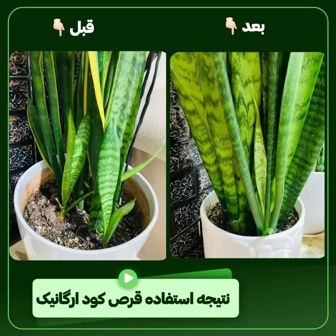قرص کود ارگانیک غذای گیاهان آپارتمانی|گل و گیاه طبیعی|گلستان (تهران), |دیوار