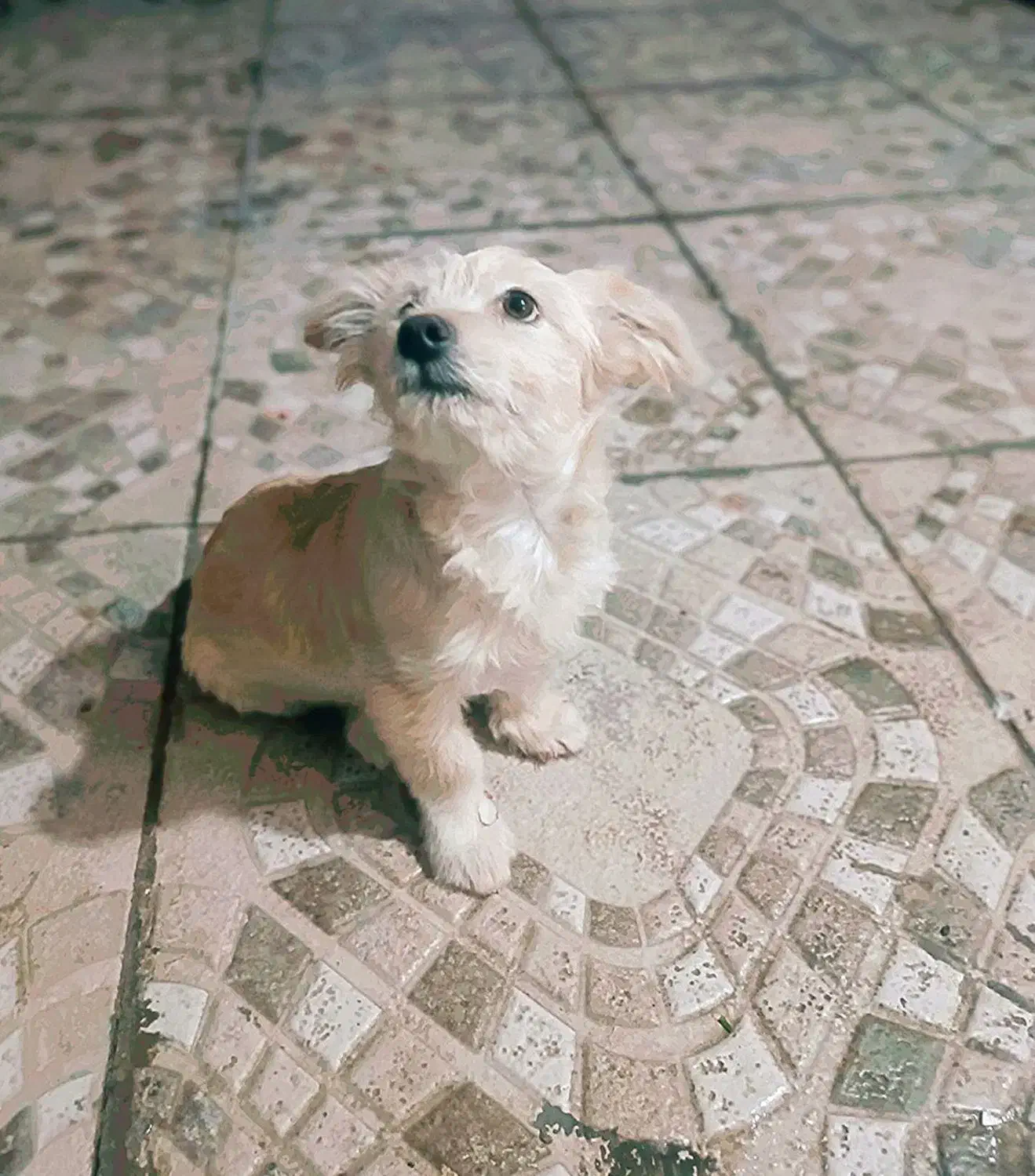 واگذاری|سگ|ساوه, |دیوار