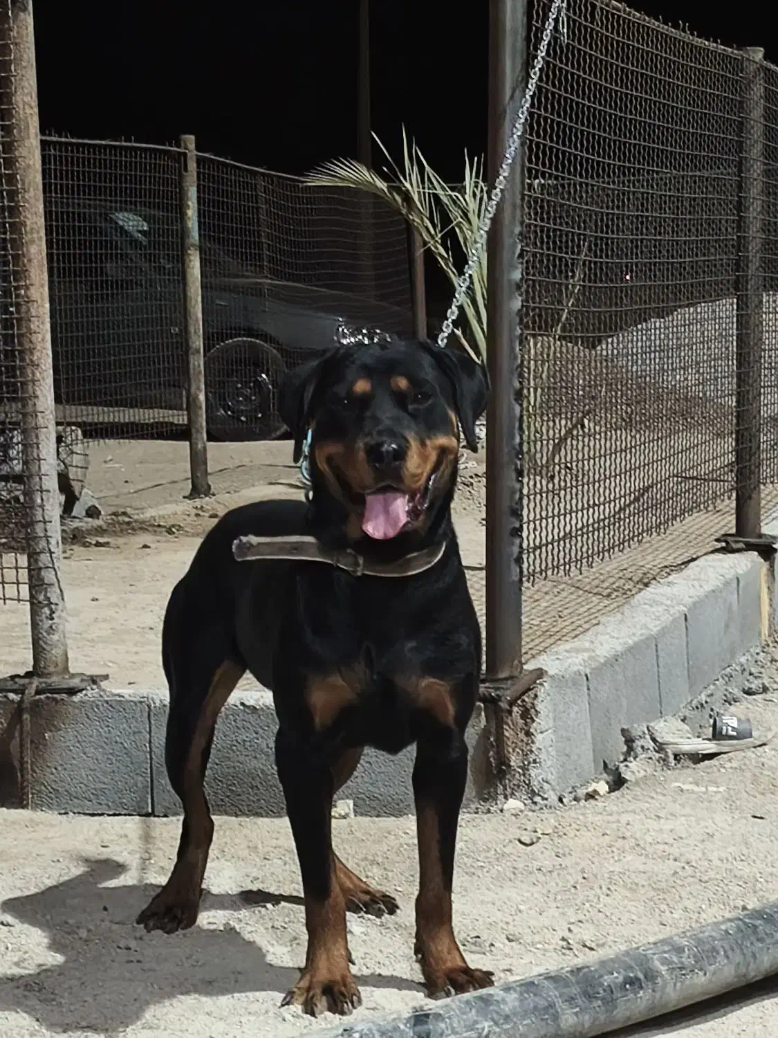 فروش سگ|سگ|هندیجان, |دیوار