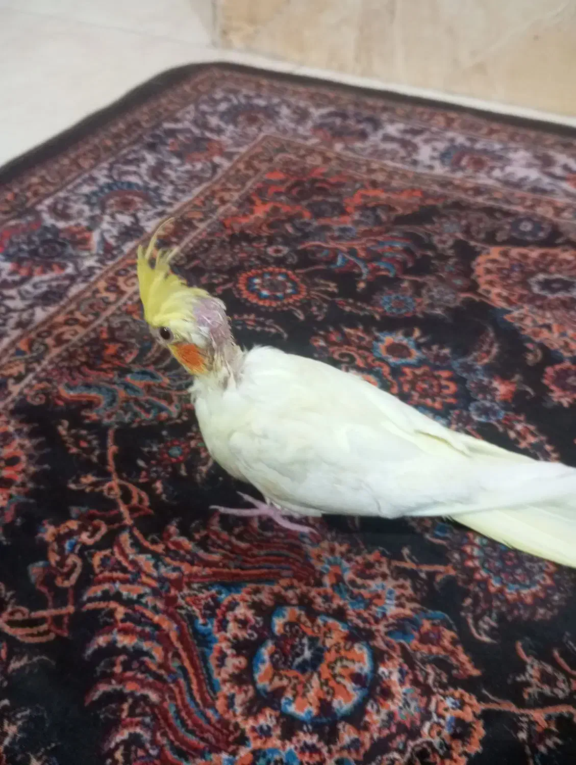 عروس یک ماهه سالم سرحال|پرنده|شهرضا, |دیوار