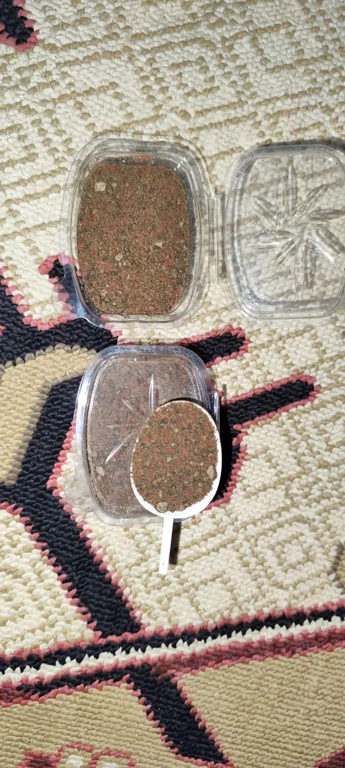 ماهی گوپی کوی توکسیدو زیبا و غذای ماهی زینتی|ماهی|تبریز, |دیوار