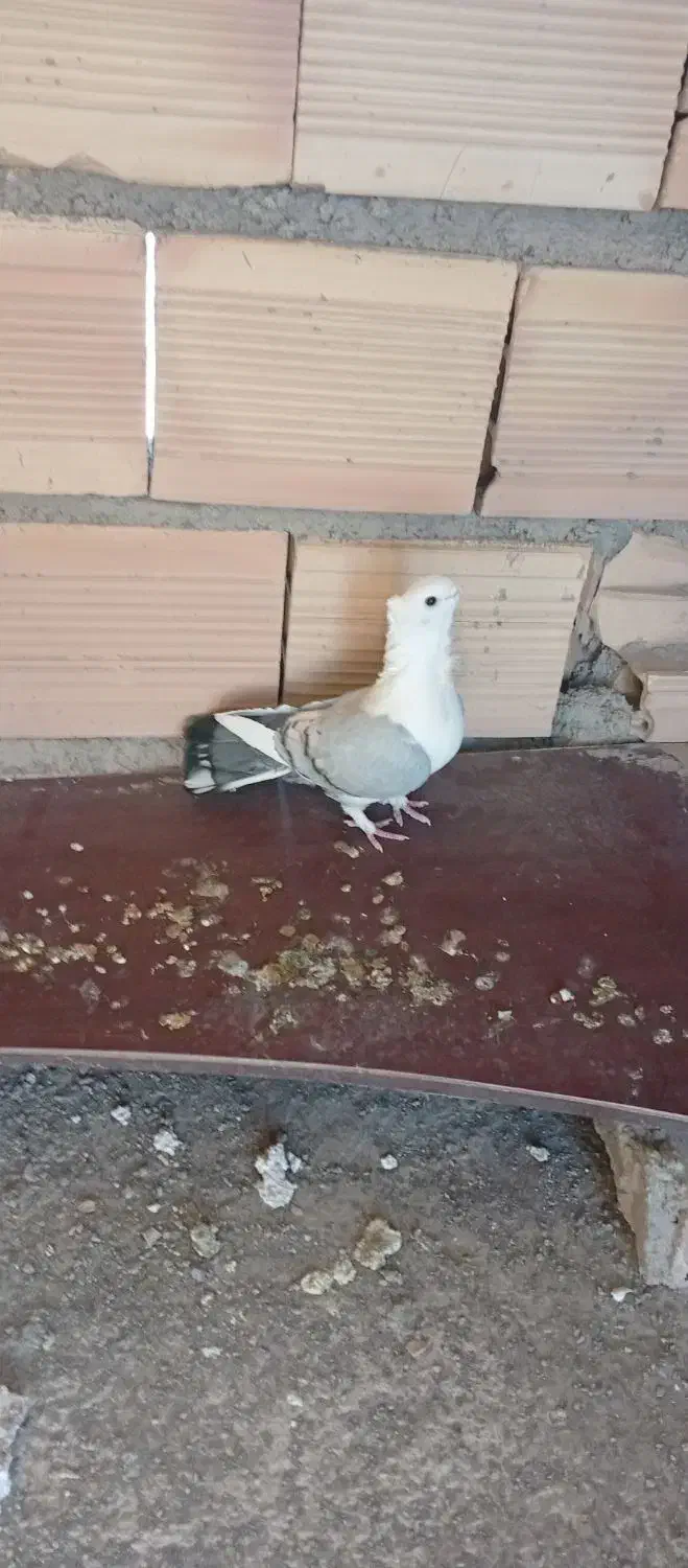 کبوتر بلژیکی|پرنده|سمنان, |دیوار