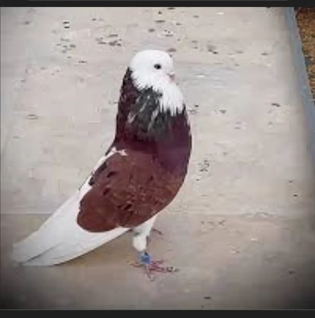 کبوترگمشده|حیوانات|ایرانشهر, |دیوار