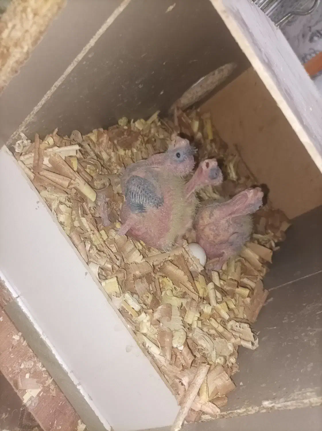 عروس هلندی|پرنده|قم, هفت تیر|دیوار