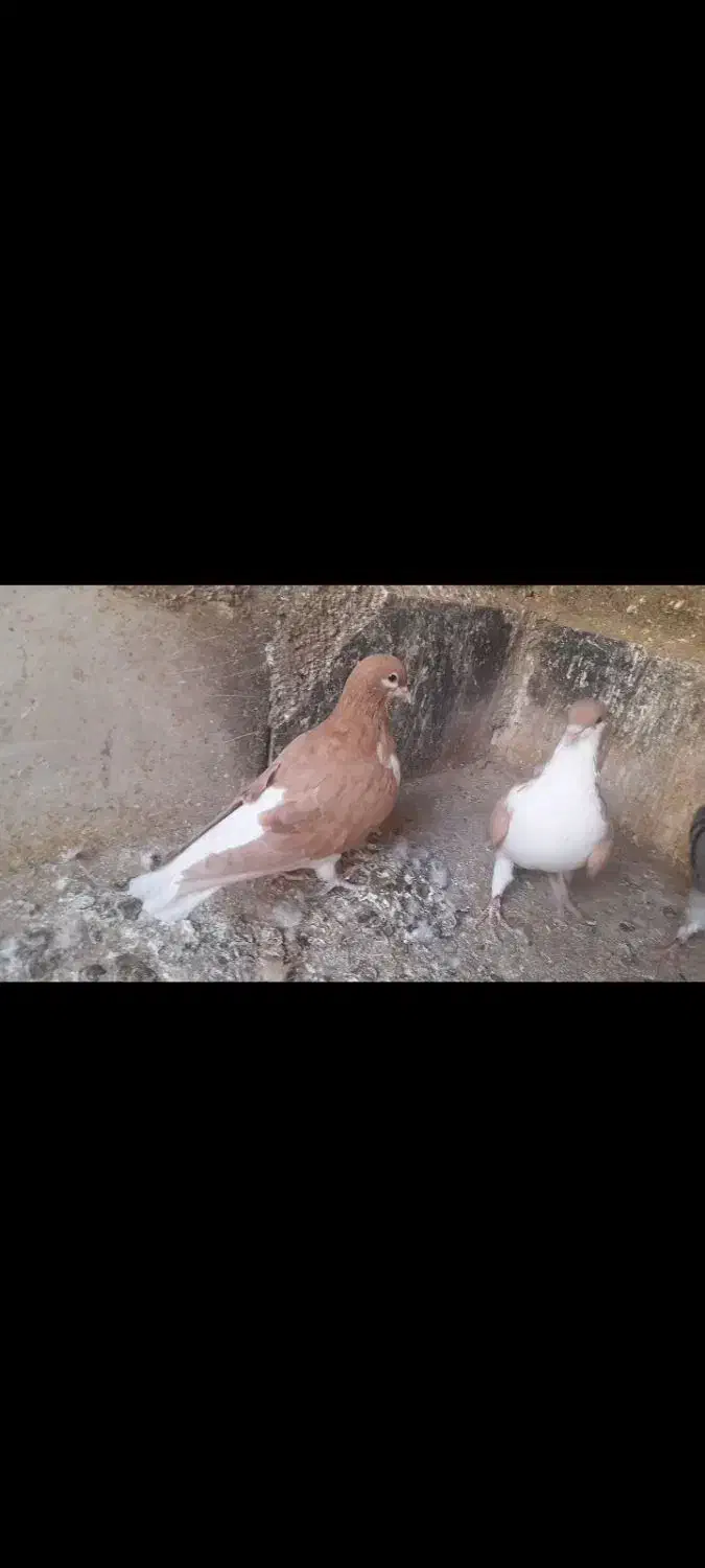 پیدا شد|حیوانات|سبزوار, ایزی شهر|دیوار