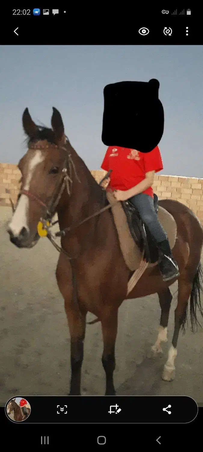 اسب|اسب و تجهیزات اسب‌سواری|سبزوار, قصبه غربی|دیوار