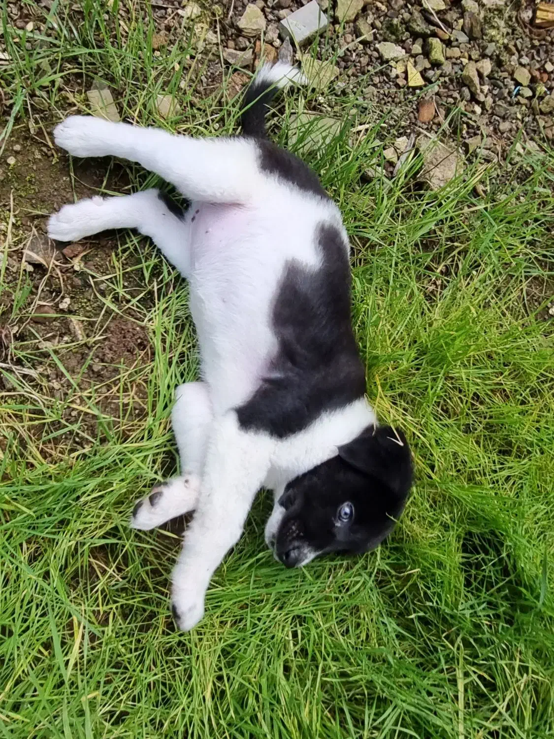 واگذاری توله سگ|سگ|لاهیجان, یوسف آباد|دیوار