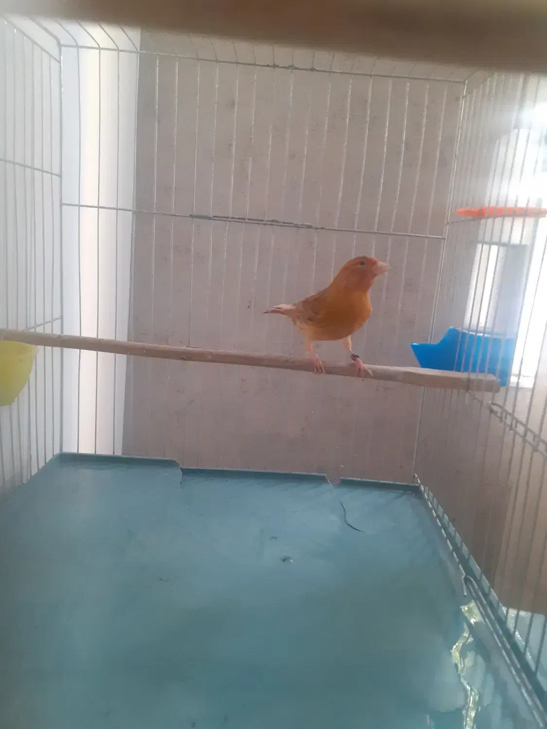 قناری ماده  سوخته دارچینی اماده  و کاملا سلامت|پرنده|تهران, نصرت|دیوار